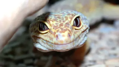 Blízko na tvář levhartího gekona drženého v ruce.