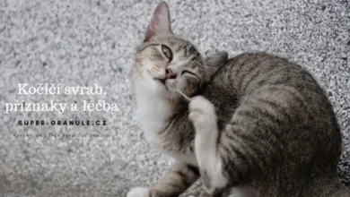 Cat scratching itself