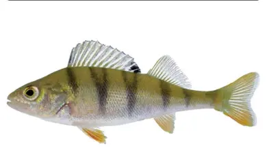 European perch fish