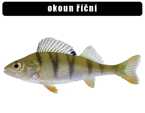 European perch fish