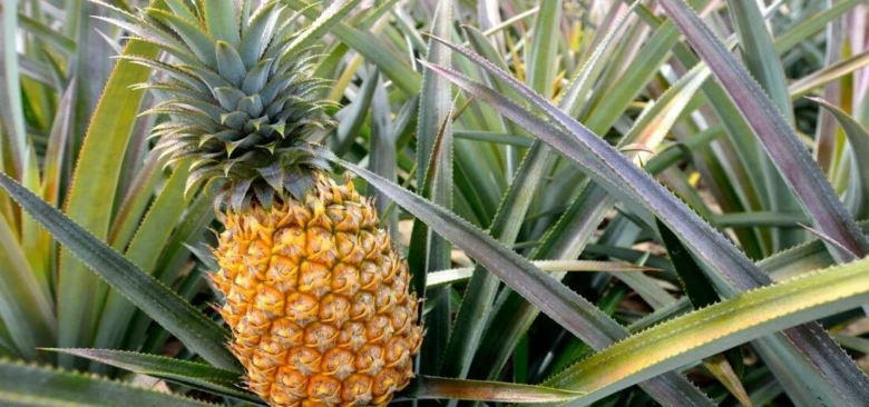 Zralý žlutý ananas rostoucí mezi špičatými zelenými listy.