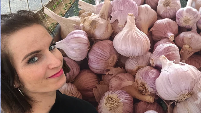 Žena stojí vedle velkého množství čerstvého fialového česneku.
