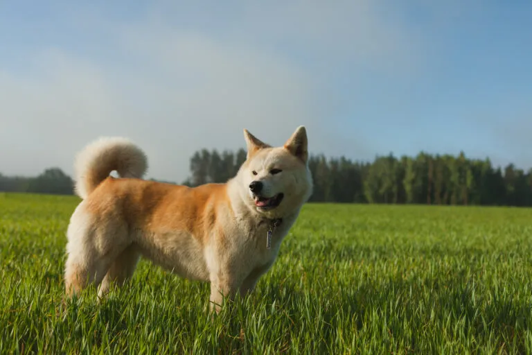 Japonský pes akita stojí na trávníku pod modrou oblohou.