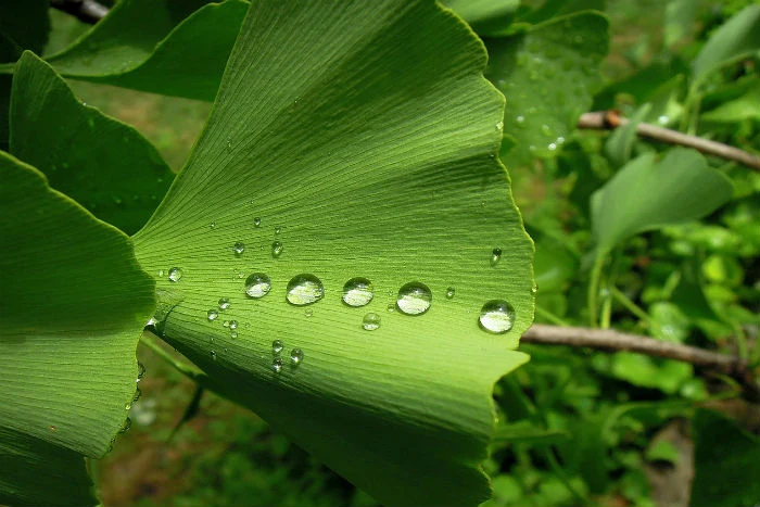 Zelený list ginkgo biloba s kapkami vody na povrchu.