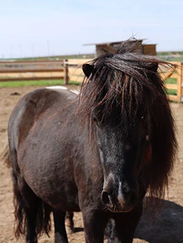 Tmavý shetlandský pony stojí na venkovní pastvě.