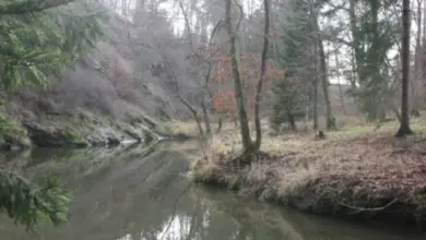 Řeka v lesu s borovicemi a listnatými stromy
