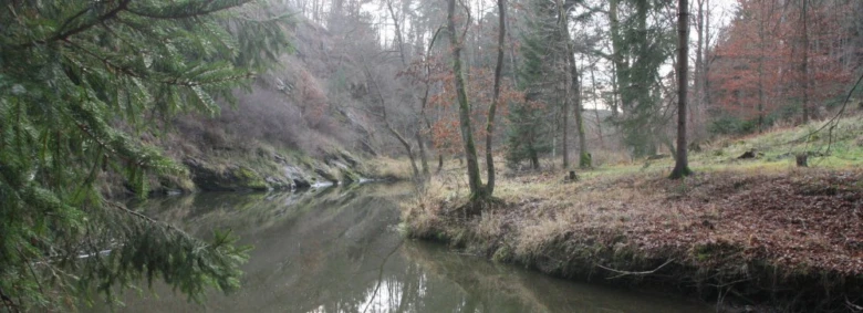 Řeka v lesu s borovicemi a listnatými stromy