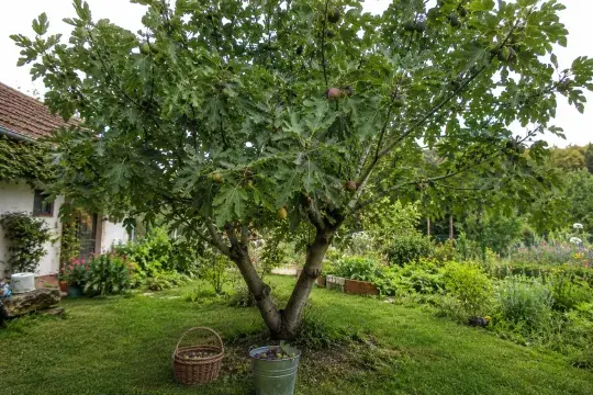 Fíkovník v zahradě s košíkem vedle stromu.