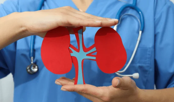 Ruce drží červený papírový model ledvin s lékařským stetoskopem.