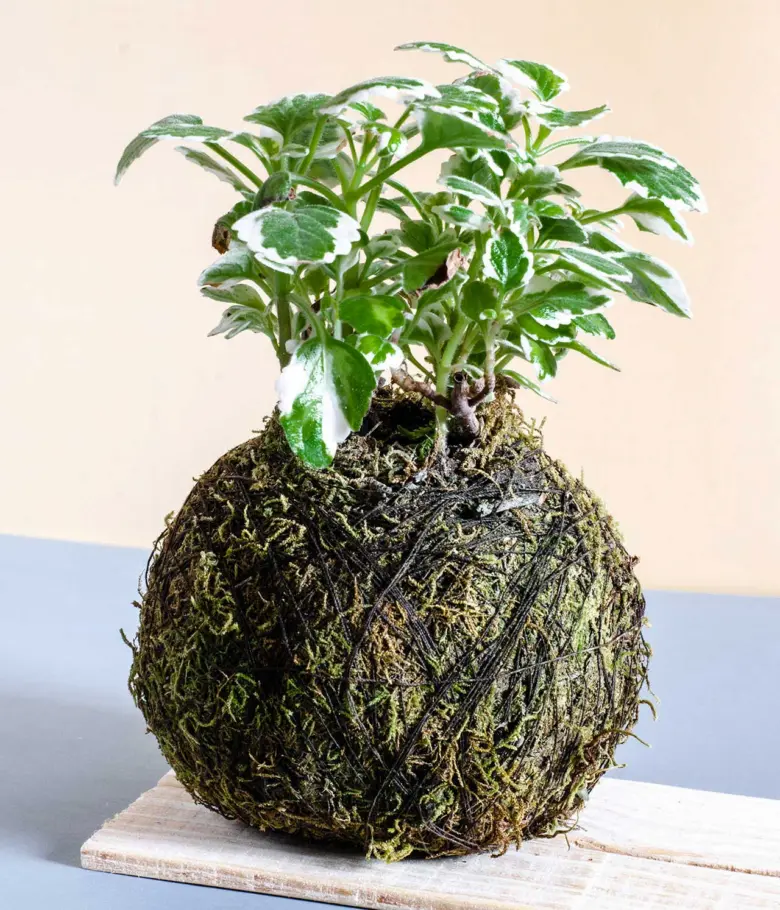 Kokedamu plant ball