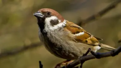 Domácí vrabec sedící na větvě stromu.