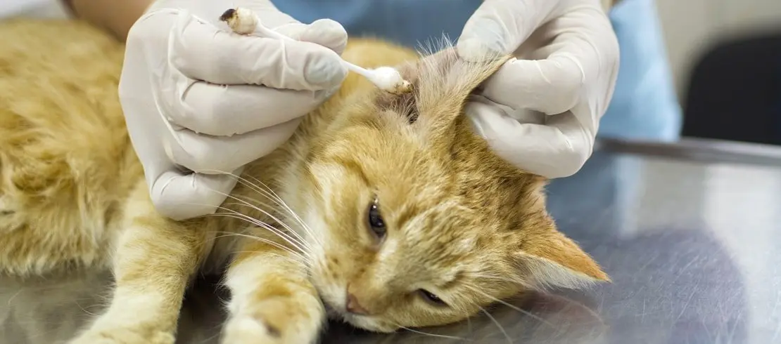 Veterinář čistí ucho kočky v ordinaci.