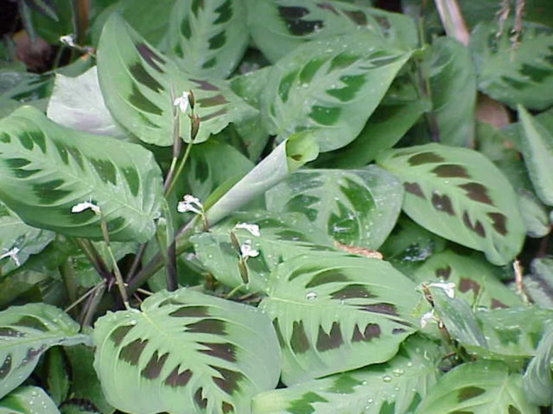 Maranta rostlina s charakteristickými listy a bílými květy.