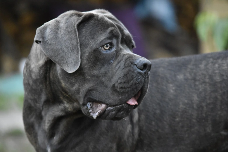 Portrétní fotografie velkého černého psa plemene Cane Corso.