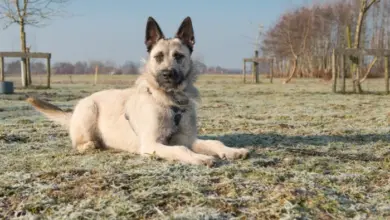 Dutch shepherd dog lying down