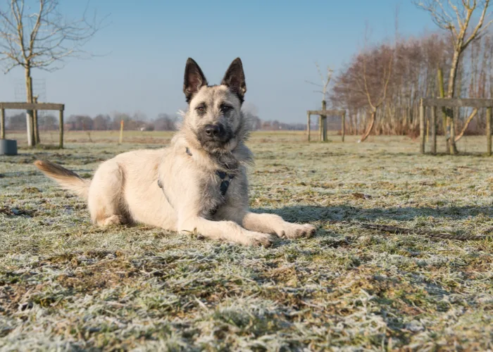 Dutch shepherd dog lying down
