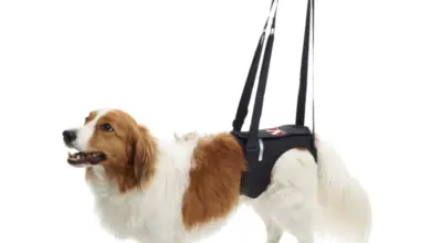 Dog with harness and leash handle