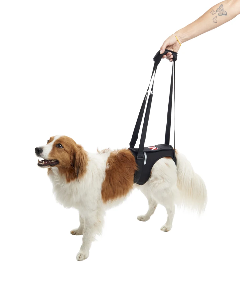 Dog with harness and leash handle