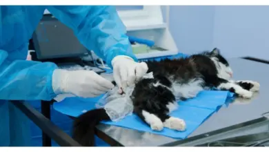 Veterinář provádí kastraci kočky v klinice na sterilním stole.