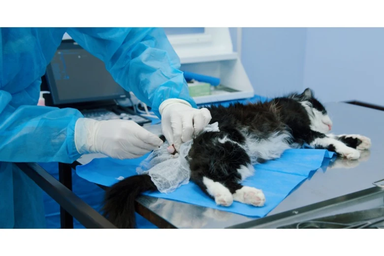 Veterinář provádí kastraci kočky v klinice na sterilním stole.