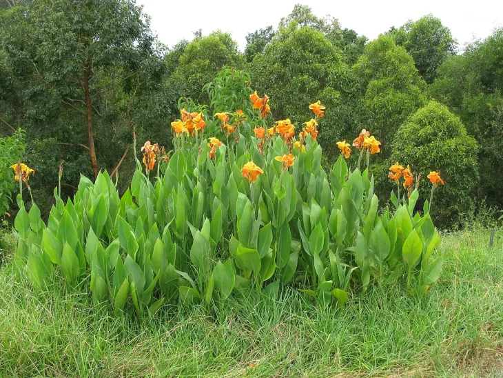 Květinová dosna s oranžovými květy rostoucí na trávníku.