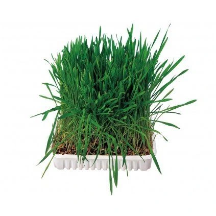 Cat grass plant in tray