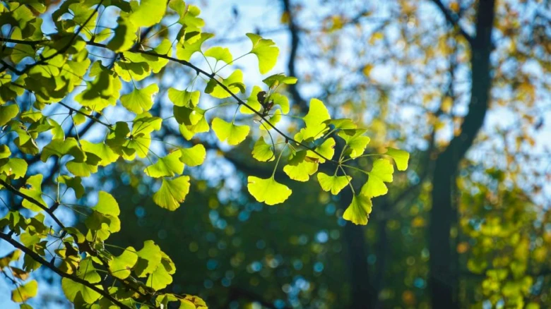Zelené listy ginkgo biloba na slunečním pozadí.