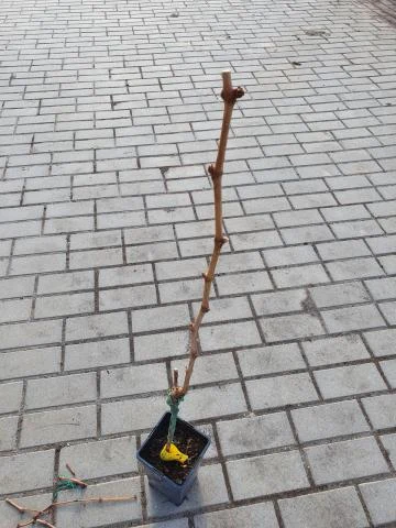 Pěstovaná vinná réva ve květináč na dlažbě po očkování.