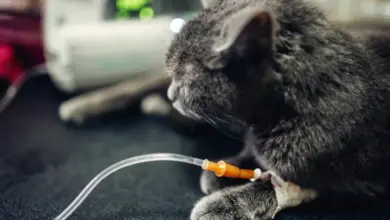 Kočka s infuzní jehlou při léčbě panleukopénie.