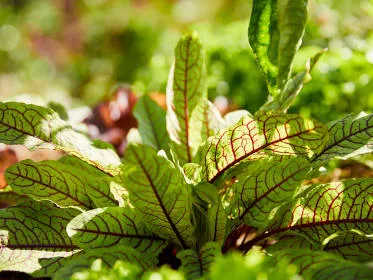 Garden sorrel plant