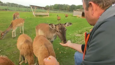 Muž krmit mladé evropské daňky na trávnaté louce.