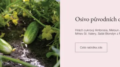 Salátové okurky rostoucí na vinicích s žlutými květy v půdě.