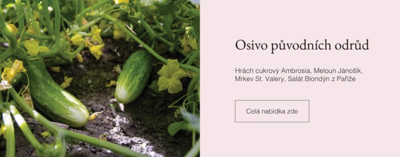 Salátové okurky rostoucí na vinicích s žlutými květy v půdě.