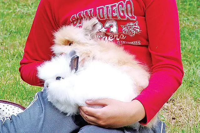Dva chlupatí králíkovi typu Teddy drží v náručí člověk.