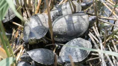 Skupina evropských želví bahenní sloučených na rostlinách ve vodě.