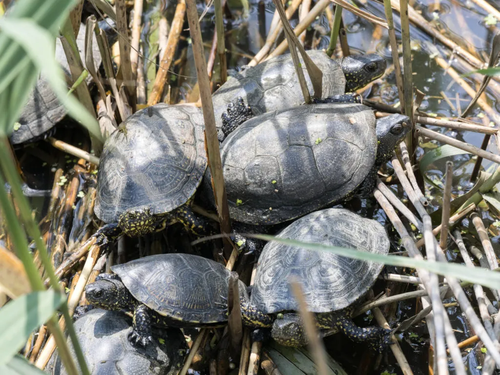 Skupina evropských želví bahenní sloučených na rostlinách ve vodě.