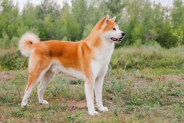 Japonský pes akita stojí na trávníku s lesním pozadím.