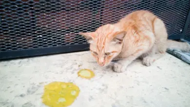 Oranžová kočka se ohýbá nad zvracením na chodníku.
