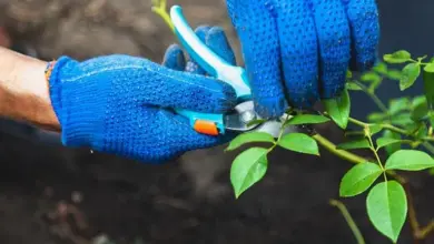 Ruční ostření okrasného keře nůžkami v rukavicích