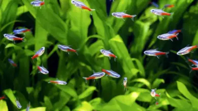 Neon tetras in aquarium