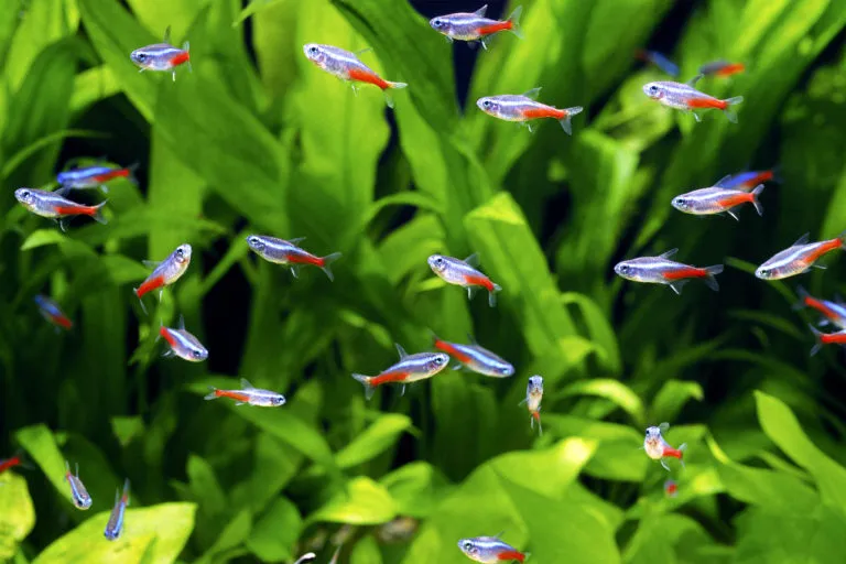 Neon tetras in aquarium
