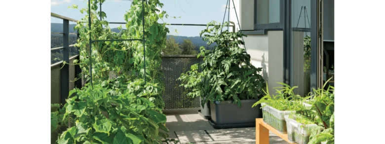 Zelené rostliny v květináčech na slunném balkóně s výhledem do krajiny.