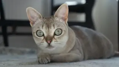 Singapura cat lying down