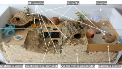 Fotografie zařízené klece pro chřestýrka s označenými prvky.