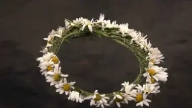 Květová věnec z mákovek na tmavém pozadí.