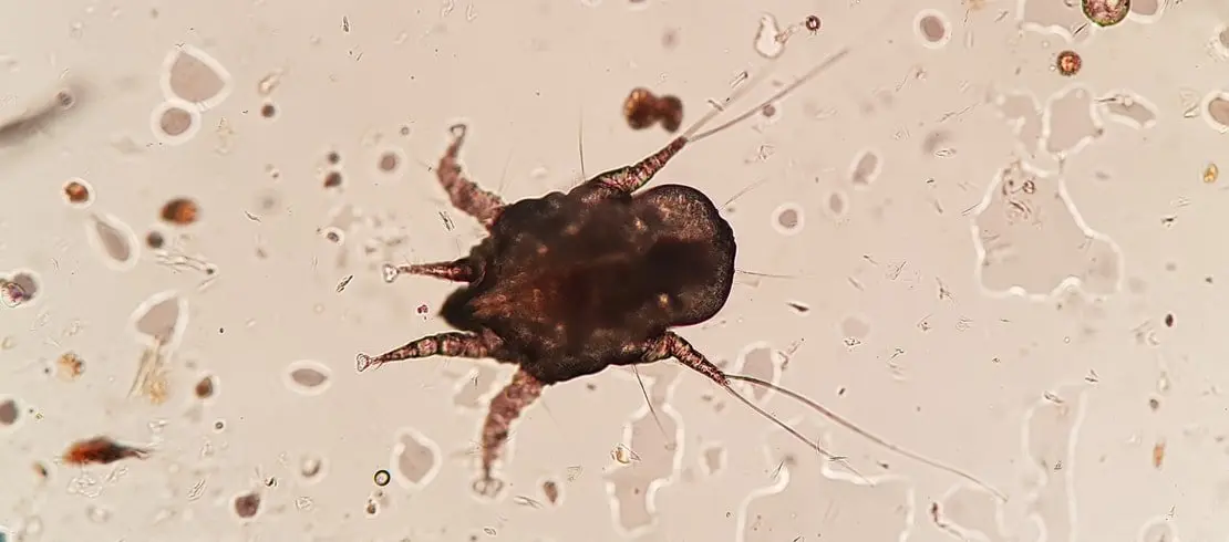 Zvětšený obrazec svrabu u koček pod mikroskopem.
