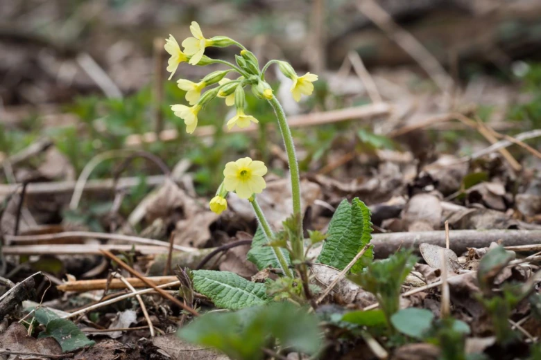 Yellow primrose flower