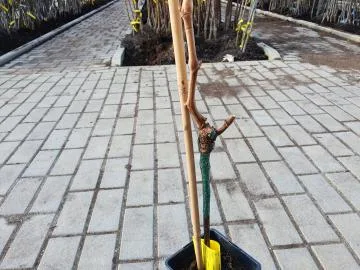 Grapevine sapling in pot