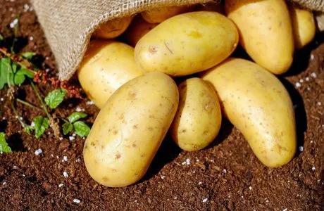 Čerstvé žluté brambory vylije z pytloviny na půdu.