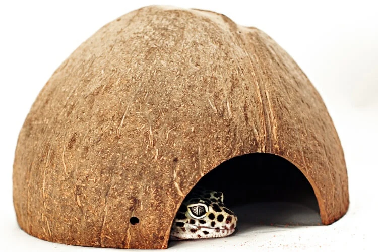 Geckon obrovský vyhlíží z kokosového úkrytu.